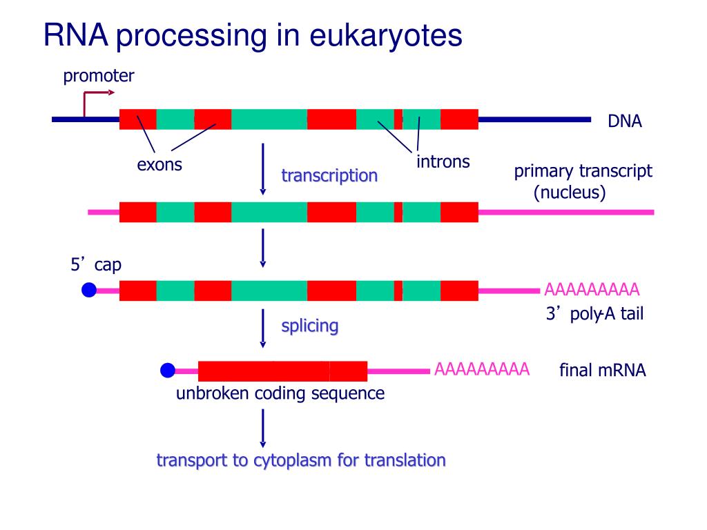 3 созревания рнк. Сплайсинг РНК У эукариот. Сплайсинг это процесс. Схема процессинга РНК. Процессинг и сплайсинг у эукариот.