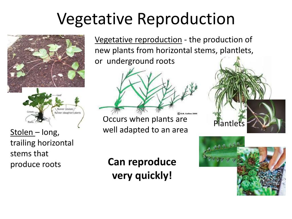 PPT Chapter 24 Reproduction of Seed Plants PowerPoint
