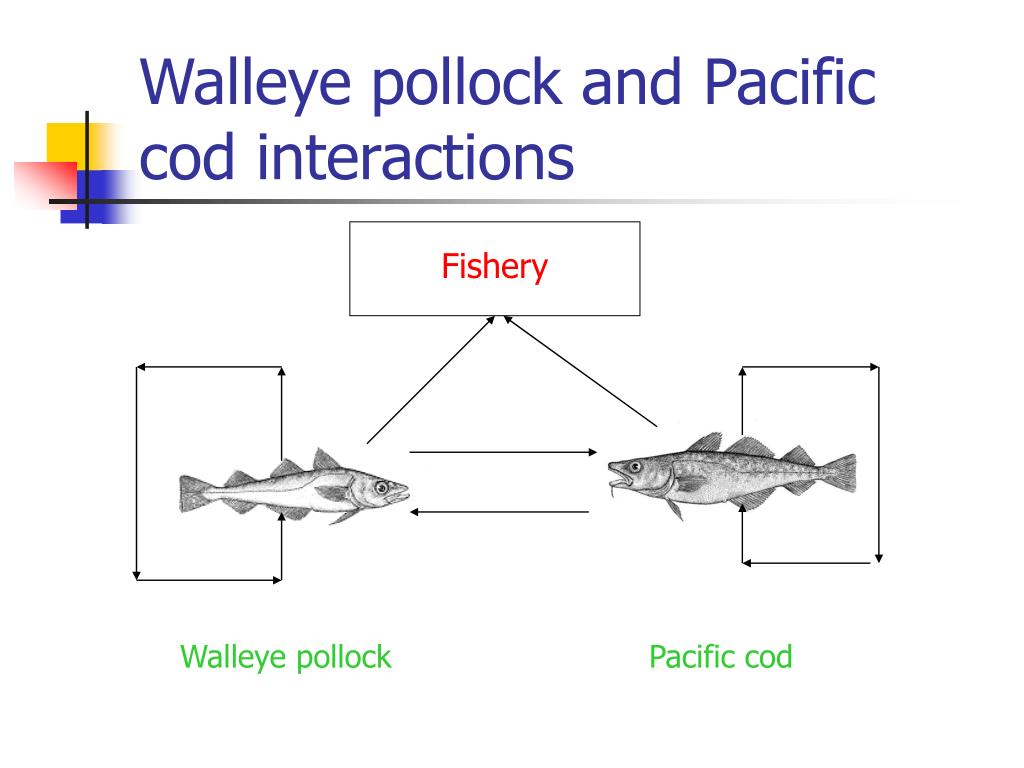 PPT - Integrating Predation into Multispecies Catch at Age Models for ...