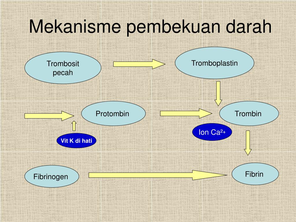 Proses Pembekuan Darah Dalam Bentuk Skema Seputar Bentuk