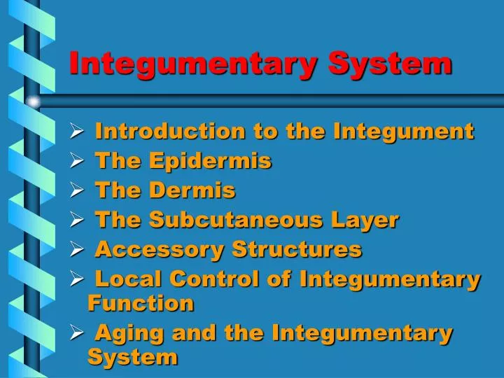 PPT - Integumentary System PowerPoint Presentation, free download - ID