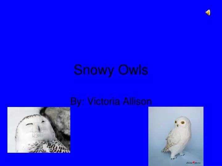 snowy owls n.