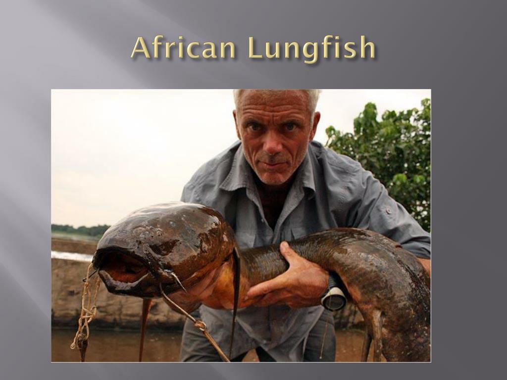 В африке живут рыбы
