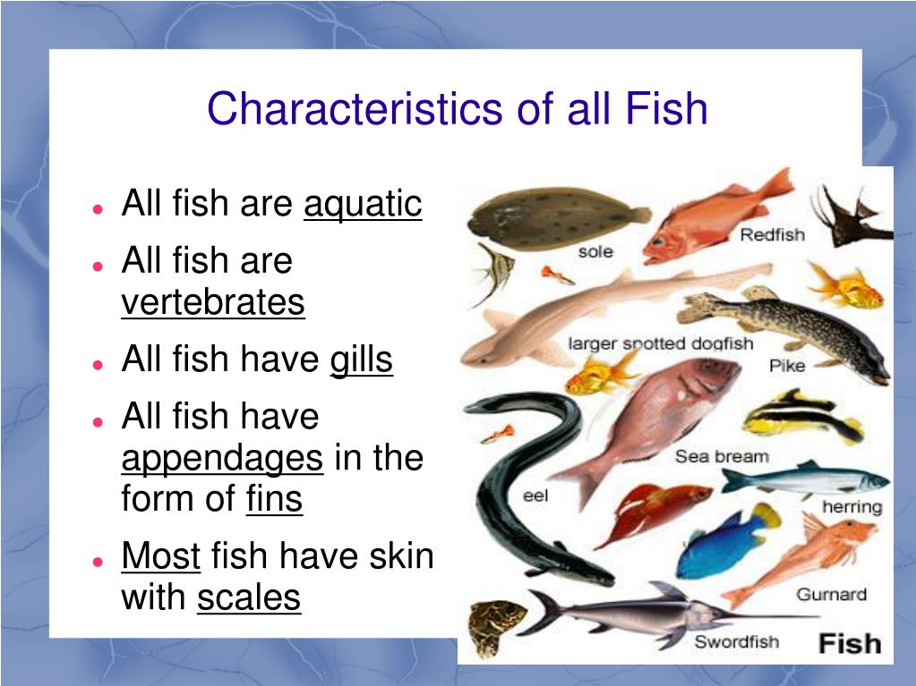 I fish перевод. Fish much или many. Vertebrates. Parts of Fish. Позвоночные рыбы.
