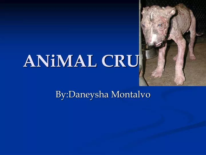 a group presentation on animal abuse Conclusion animal abuse is out there and is a crime committed in many ways there is passive and active abuse within passive abuse there is neglect, ignorance of the animal and improper care being given. a group presentation on animal abuse Conclusion animal abuse is out there and is a crime committed in many ways there is passive and active abuse within passive abuse there is neglect, ignorance of the animal and improper care being given.