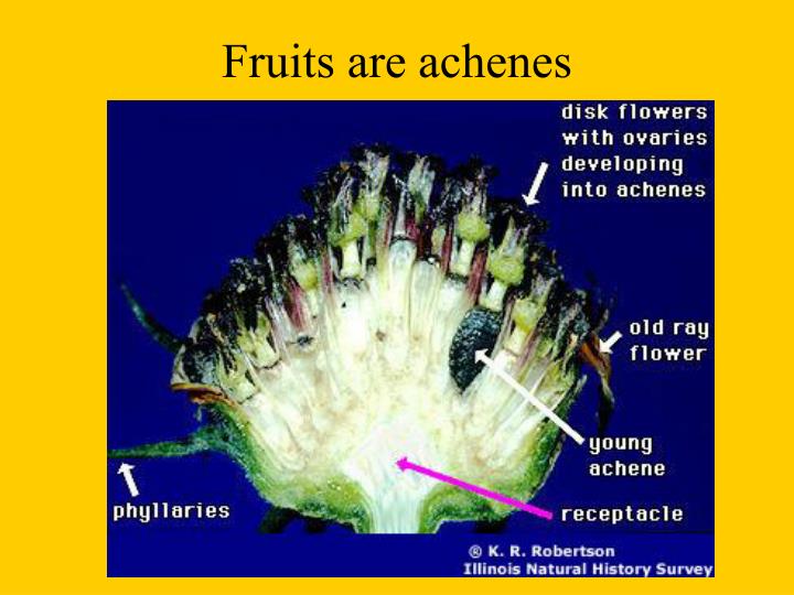 PPT - Asterids: Asteraceae PowerPoint Presentation - ID:5341779