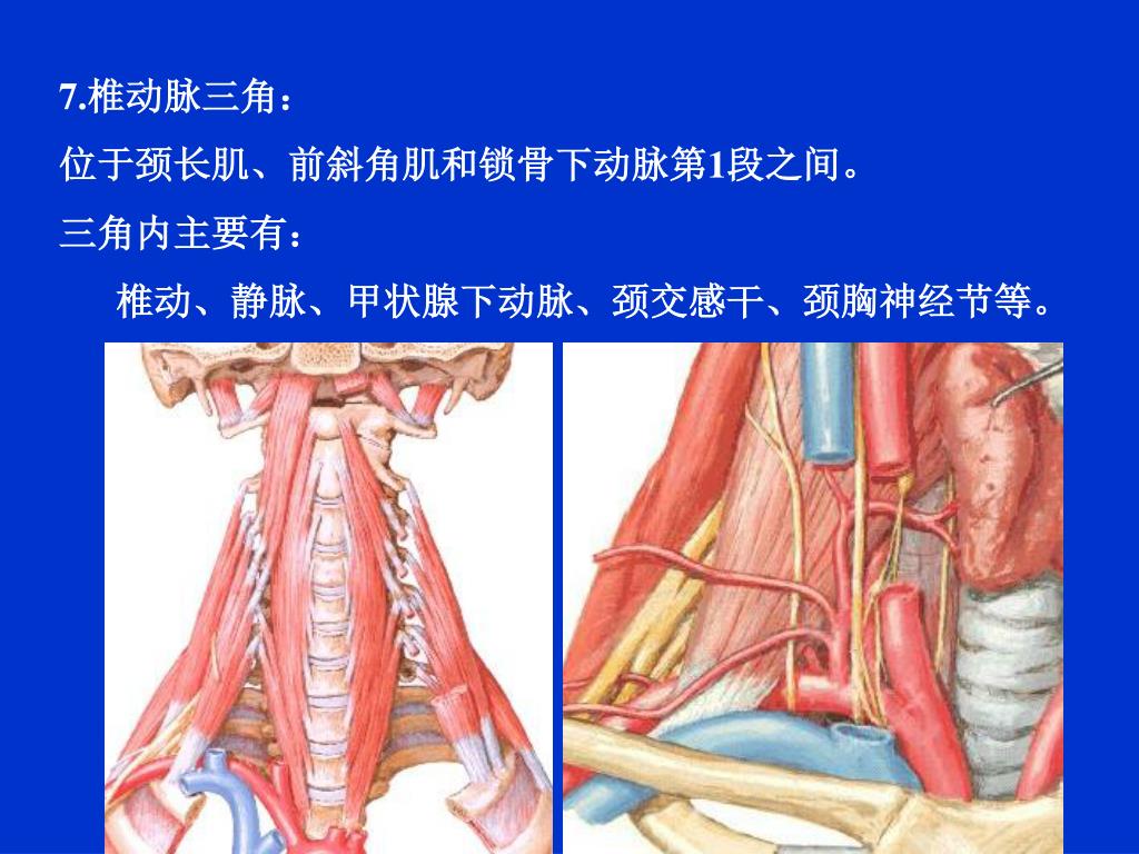 头前伸和富贵包成因的最大潜伏者：胸锁乳突肌 - 知乎