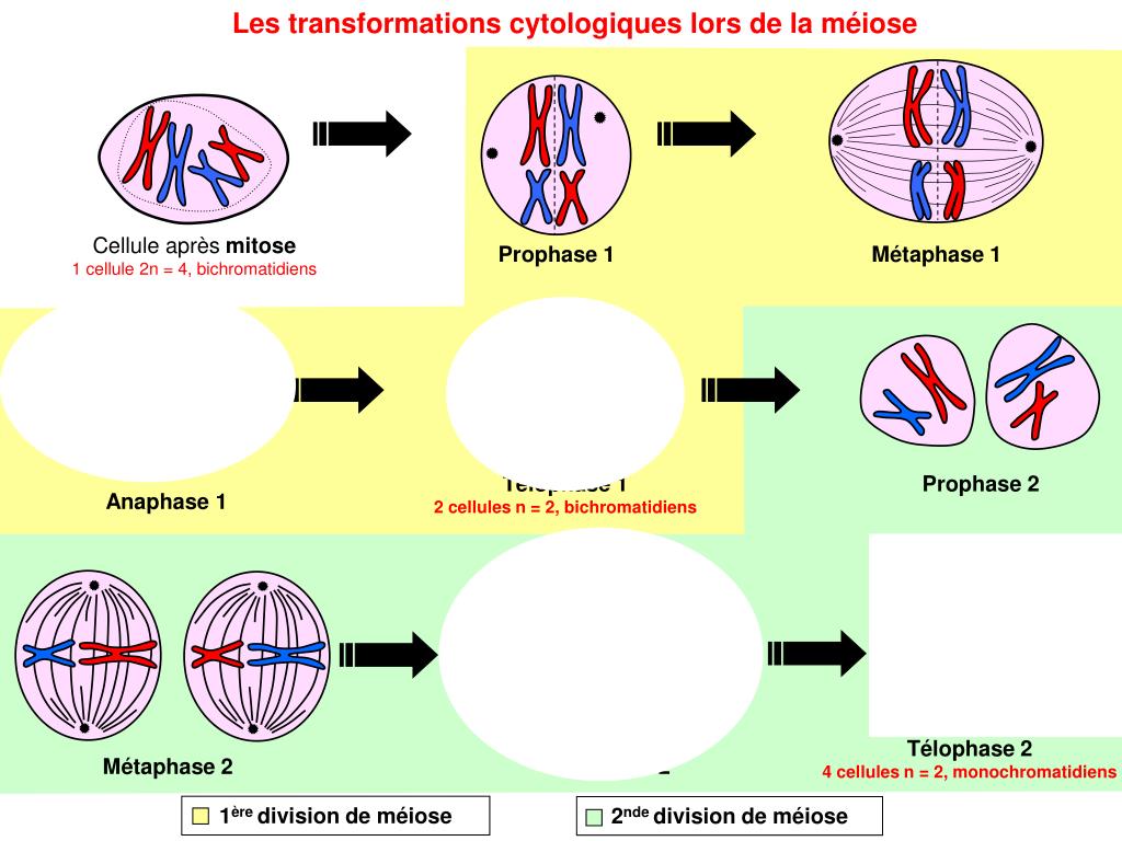 Les transformations cytologiques lors de la mÃ©iose.