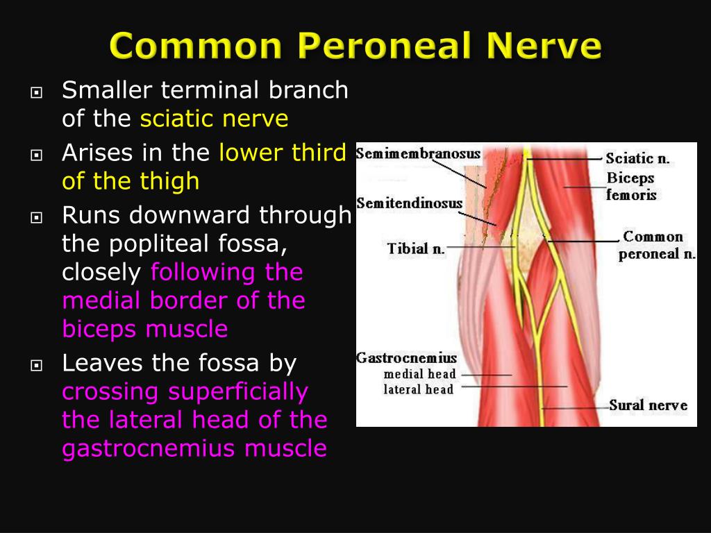 PPT Posterior Compartment Of Thigh PowerPoint Presentation Free 