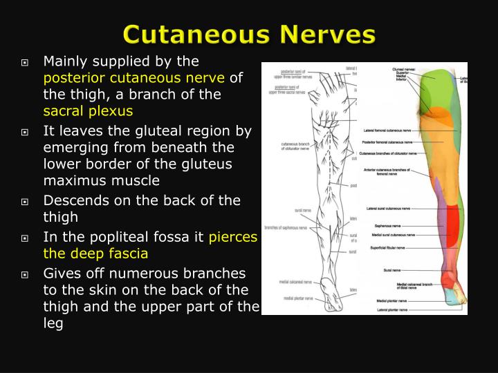 PPT Posterior compartment of thigh PowerPoint Presentation ID5347877