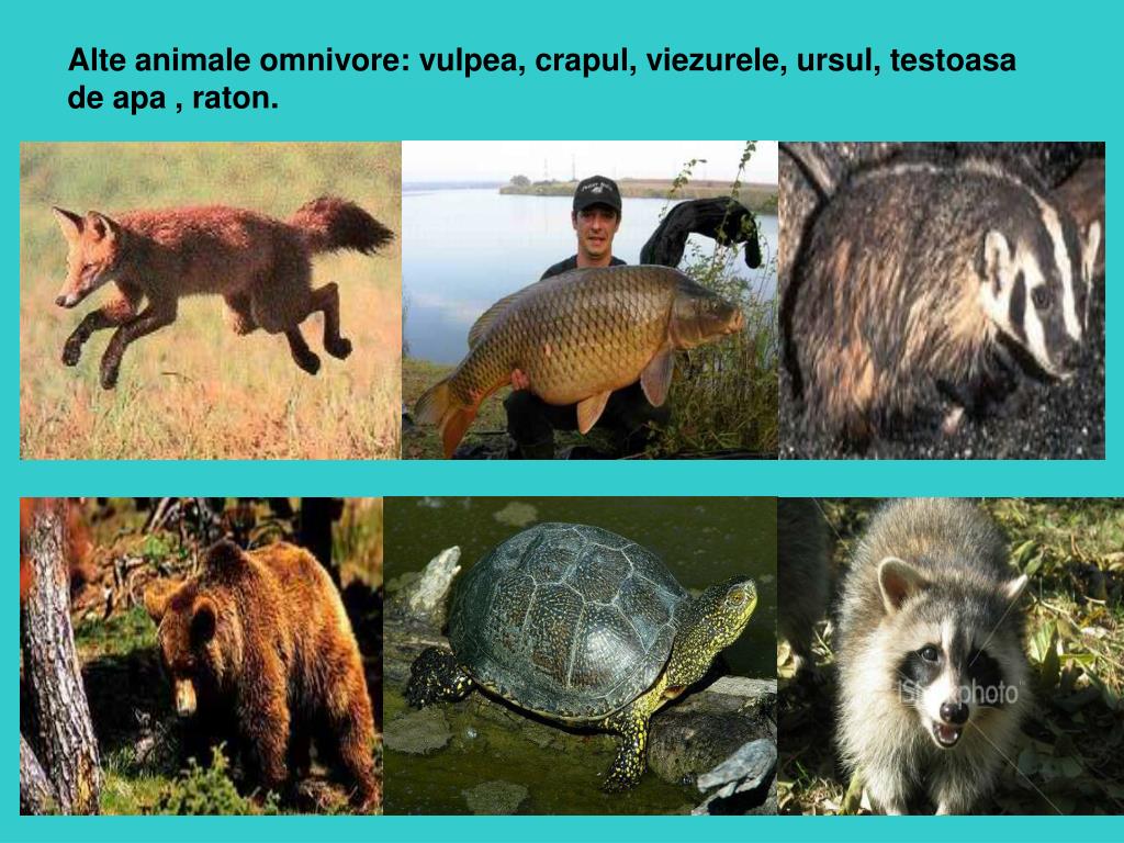 Ppt Animale Omnivore Powerpoint Presentation Free Download Id