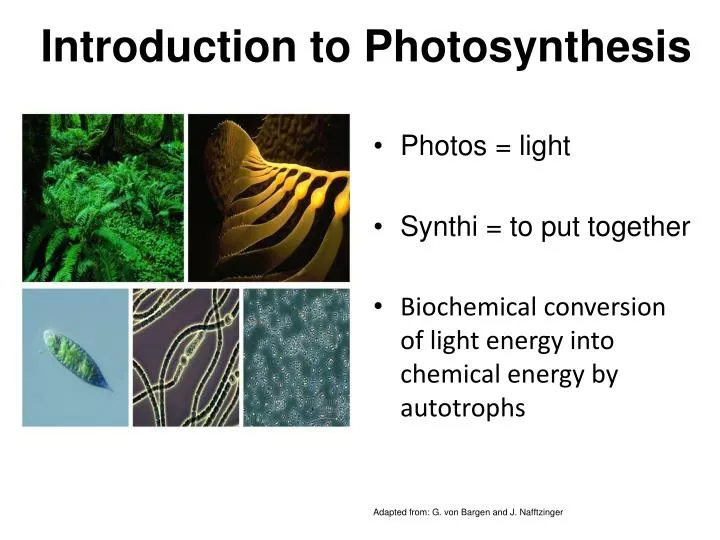 PPT - Introduction To Photosynthesis PowerPoint Presentation, Free ...