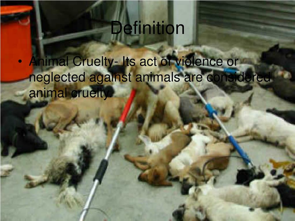 PPT - Animal Cruelty PowerPoint Presentation, free download - ID:5349570
