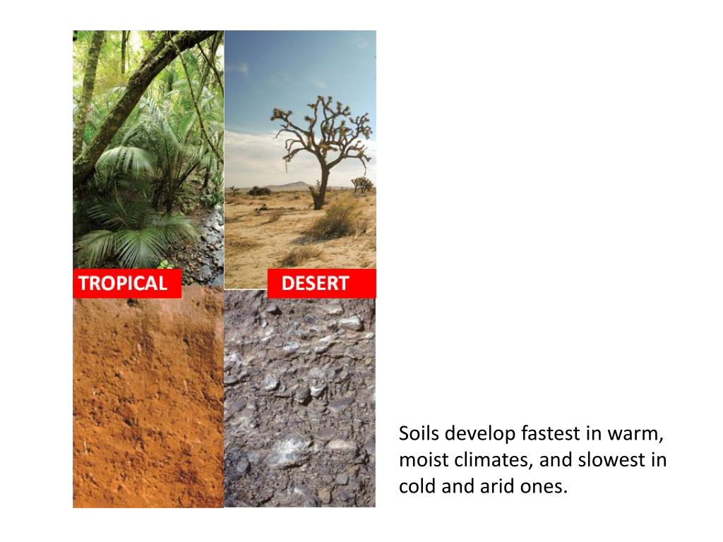 PPT How Do Soils Form? PowerPoint Presentation, free download ID