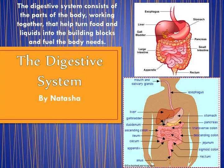 make a presentation on human digestive system