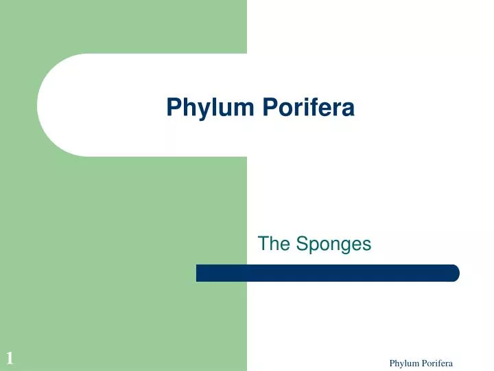phylum porifera n.