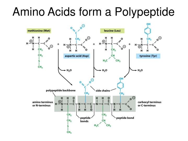 PPT Molecular Cell Biology PowerPoint Presentation ID5351050
