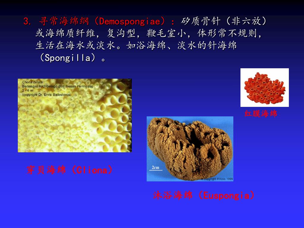 Ppt 第五章多孔动物门 Porifera Powerpoint Presentation Id