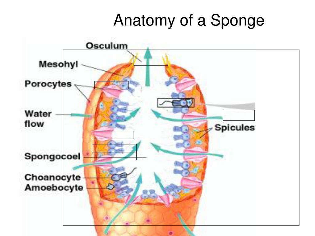 label the sponge how do sponges move