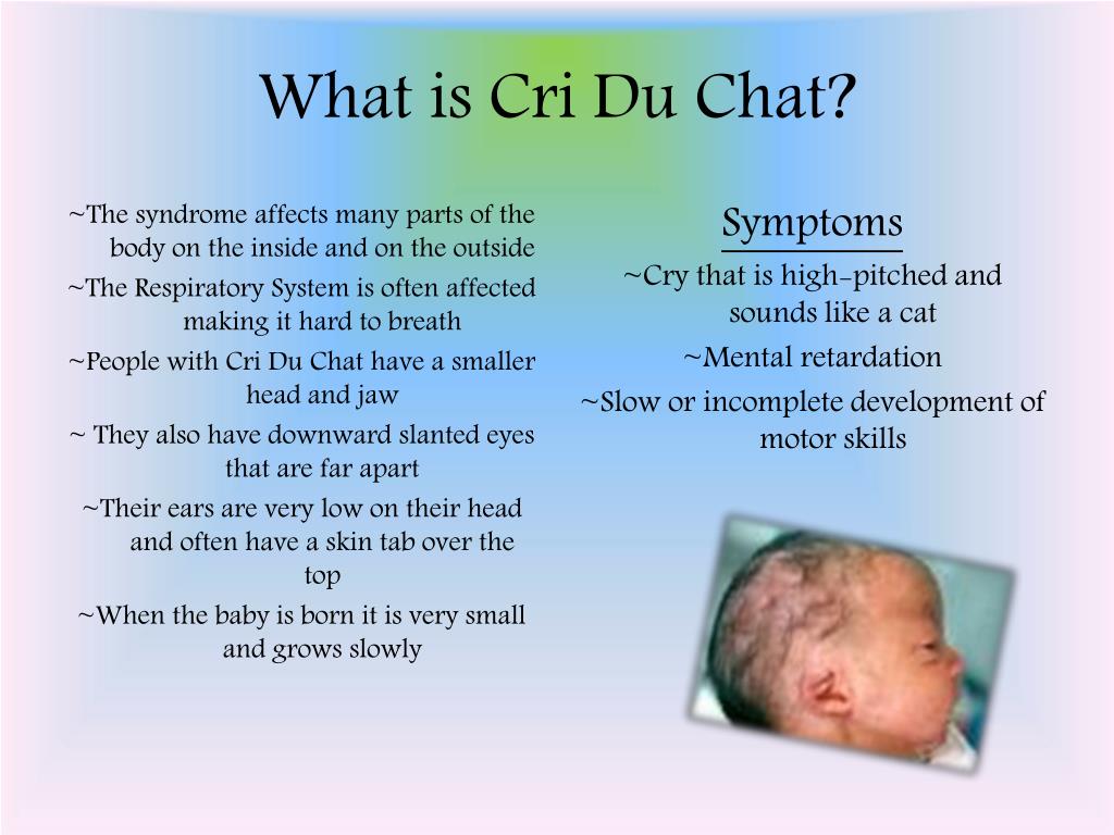PPT - Cri Du Chat PowerPoint Presentation, free download - ID:5351961