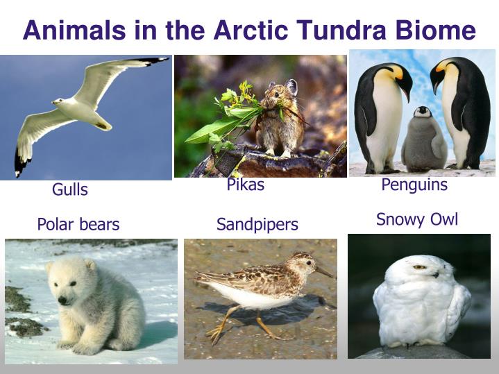 PPT - Arctic Tundra Biome! PowerPoint Presentation - ID:5352275