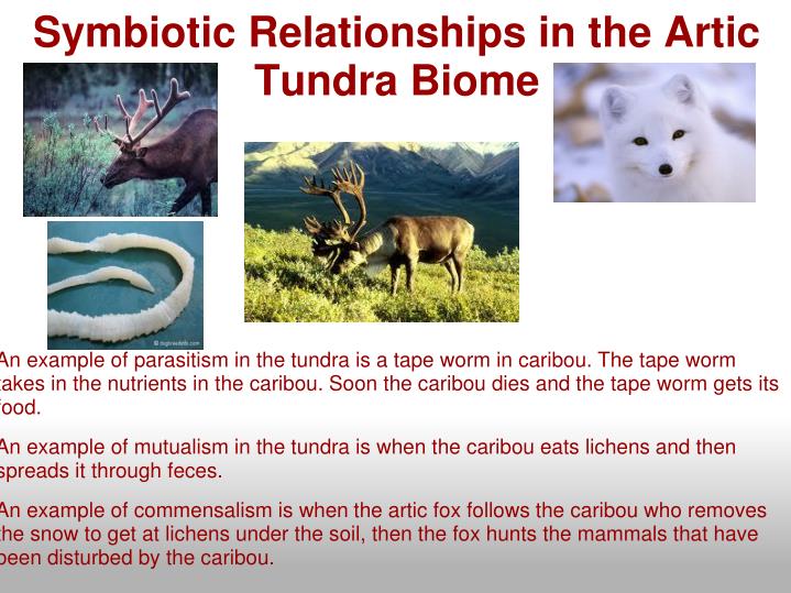 examples of symbiotic relationships in the tundra biome