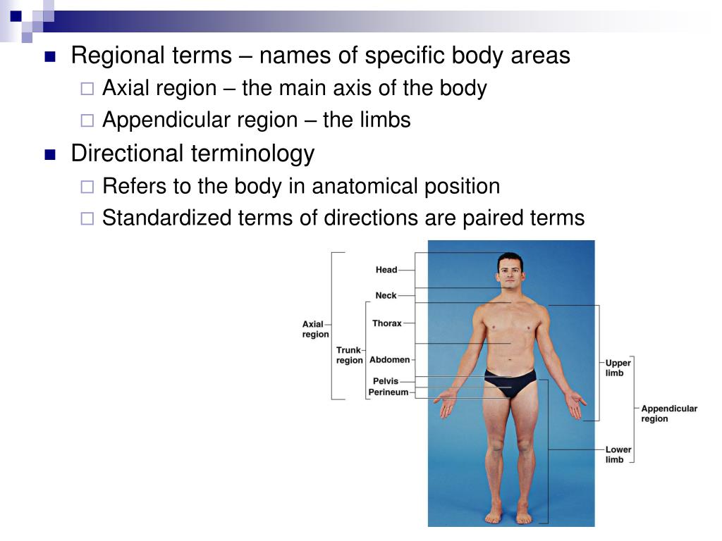 Terminal name. Names of body areas. Body Directional terms. Стандарт Анатомикал позитион. Anatomy Introduction.