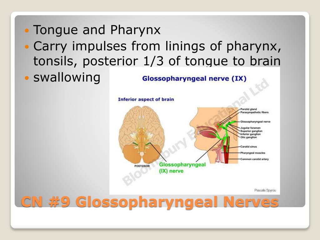 PPT - Peripheral Nervous System PowerPoint Presentation, free download ...