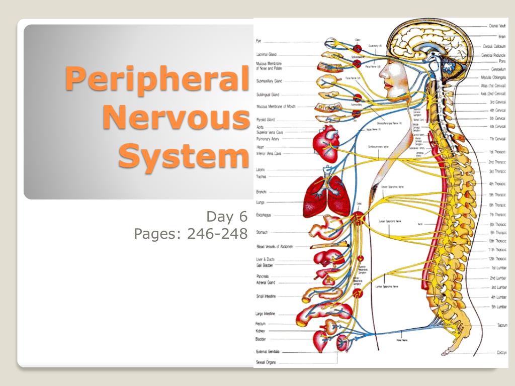 PPT - Peripheral Nervous System PowerPoint Presentation - ID:5354889