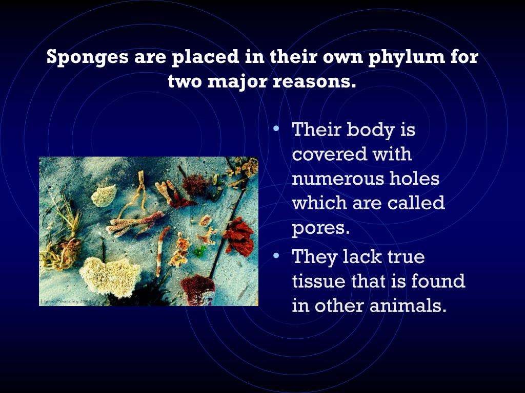 PPT Phylum Porifera PowerPoint Presentation, free download ID5357604