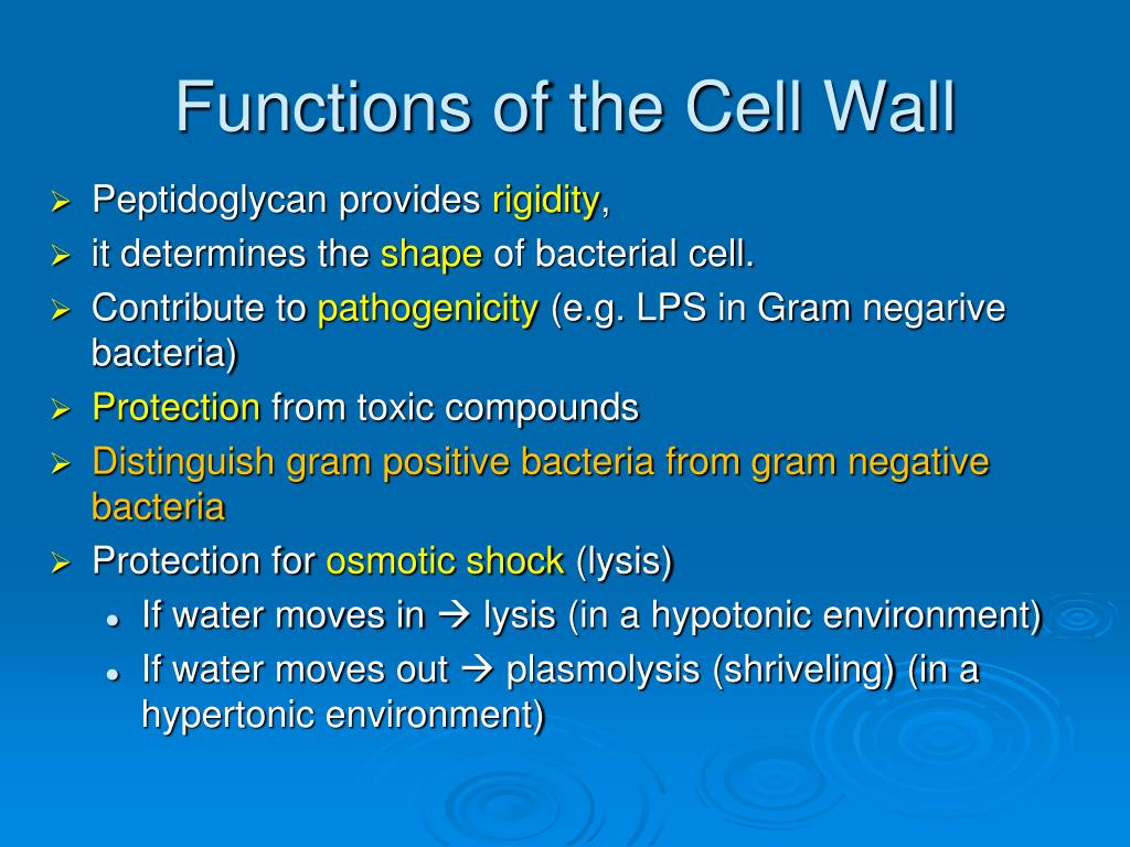 Ppt Bacterial Cell Structure Powerpoint Presentation Free Download