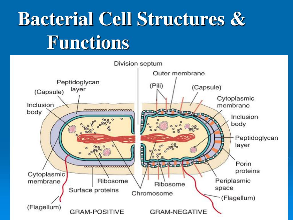 Ppt Structure And Function Of Bacterial Cells Powerpoint Presentation
