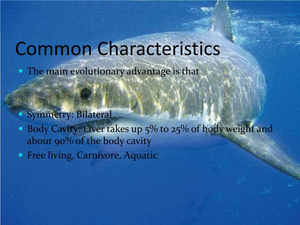 PPT - Great White Shark PowerPoint Presentation, free download - ID:5359752
