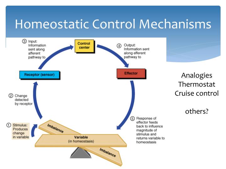 PPT - Homeostasis PowerPoint Presentation - ID:5362923