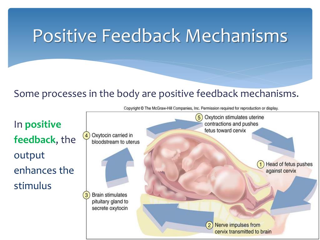 What Is Positive Feedback Mechanism In Homeostasis Design Talk