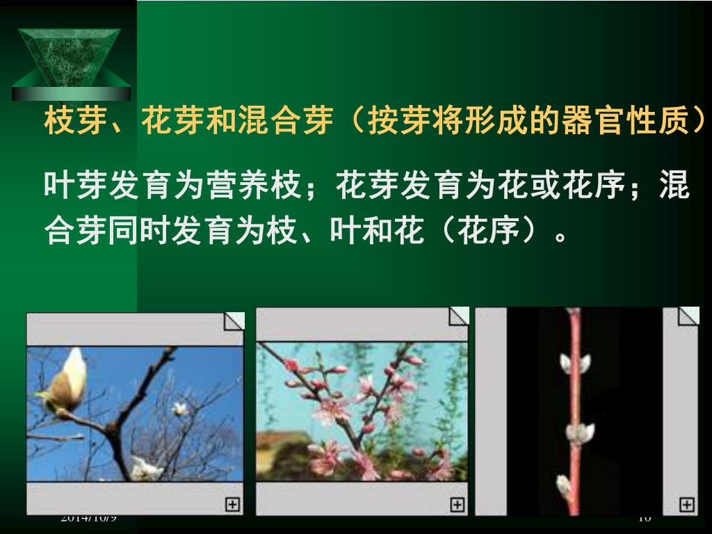 Ppt 一 茎的生理功能和经济利用二 茎的形态三 茎的发生和结构powerpoint Presentation Id Ppt 一 茎的生理功能和经济利用二 茎的形态三 茎的发生和结构powerpoint Presentation Id