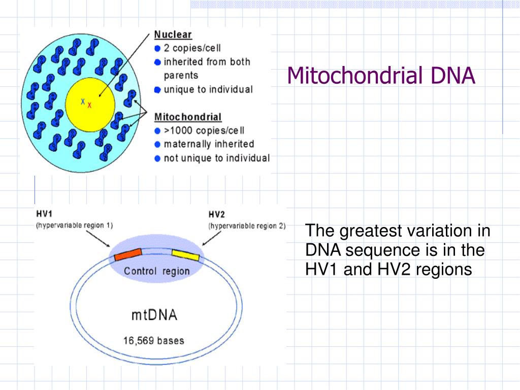 mitochondrial dna sequence analysis mitochondrial dna sequence analysis