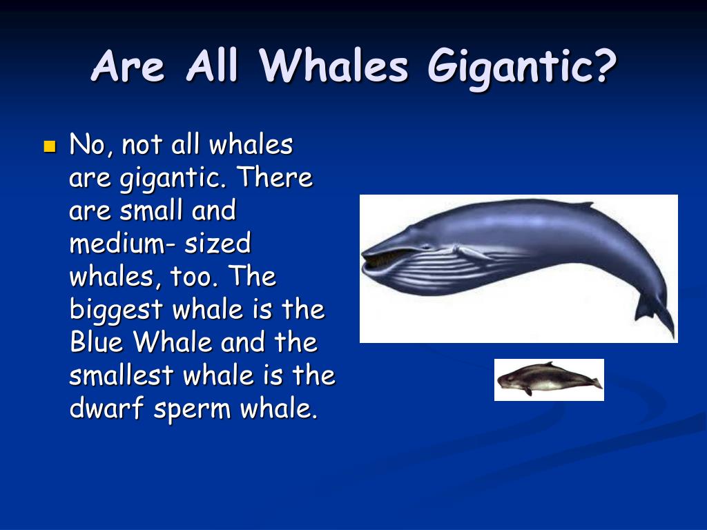 a presentation of whales summary