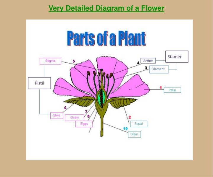 an overview of the plant life Plant life cycle introduction the plant life cycle begins with a seed the seed will sprout and produce a tiny, immature plant called a seedling. an overview of the plant life Plant life cycle introduction the plant life cycle begins with a seed the seed will sprout and produce a tiny, immature plant called a seedling.