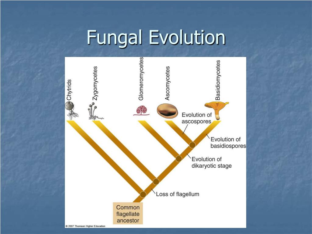 PPT - Classification of Fungi PowerPoint Presentation, free download ...