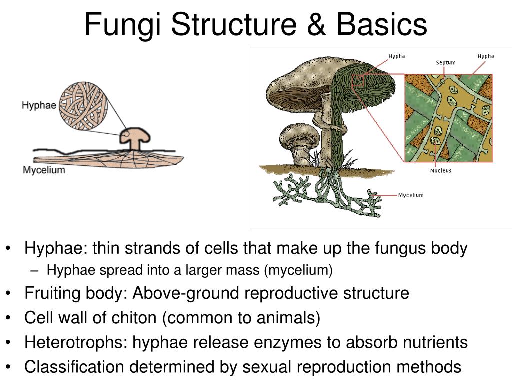 Classification Of Fungi Fungi Classification Anatomy | My XXX Hot Girl