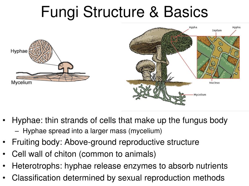 The Structure Of Fungi