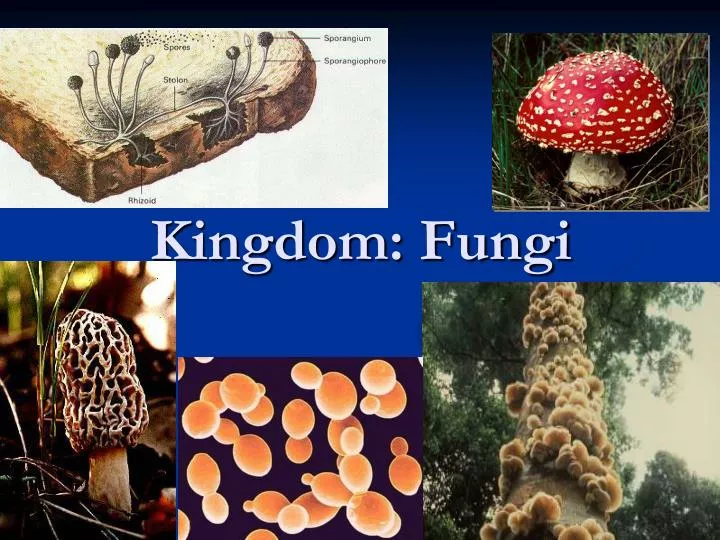 submit your presentation about the five different fungi