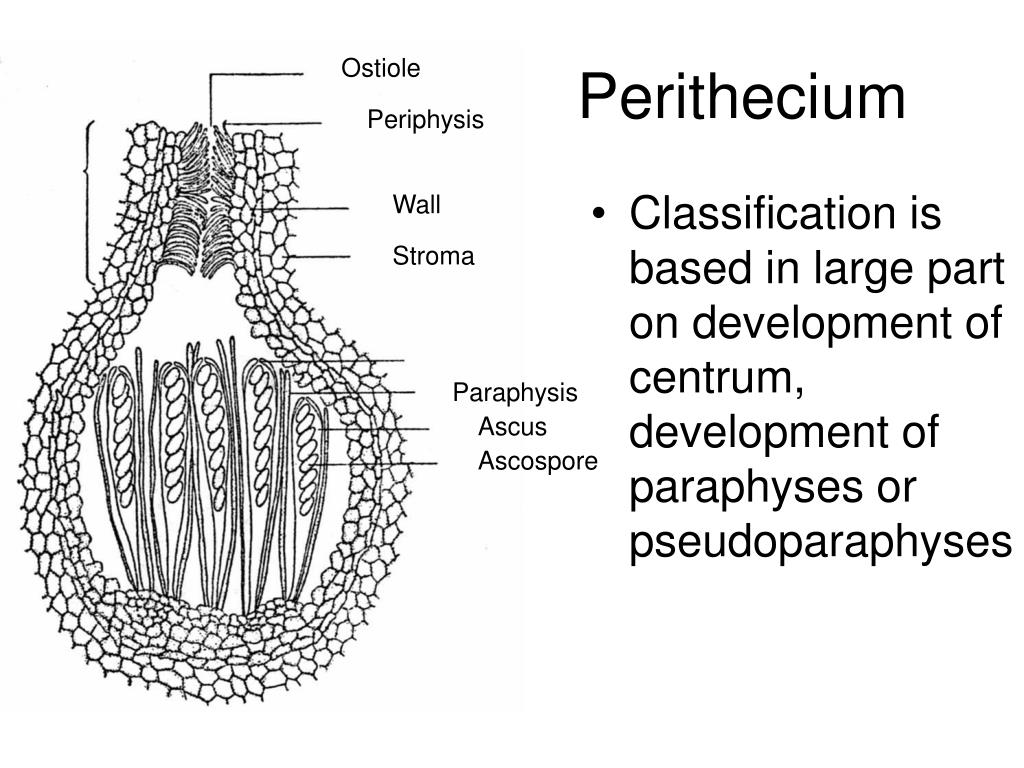 PPT Phylum Ascomycota PowerPoint Presentation Free Download ID PPT Phylum Ascomycota PowerPoint Presentation Free Download ID