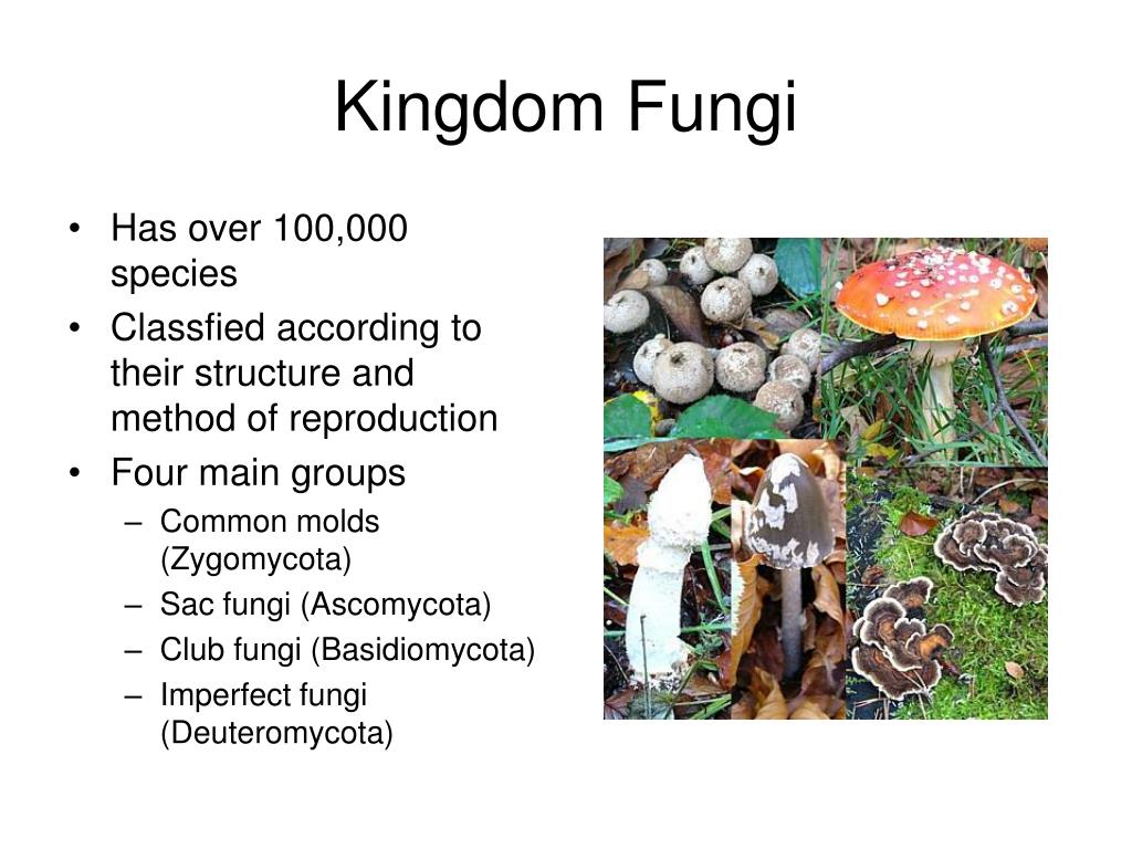 Ppt Categories In Classification Of Fungi Kingdom Fungi Phylum | The ...