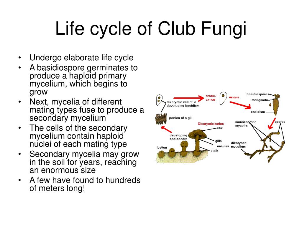 club fungi life cycle