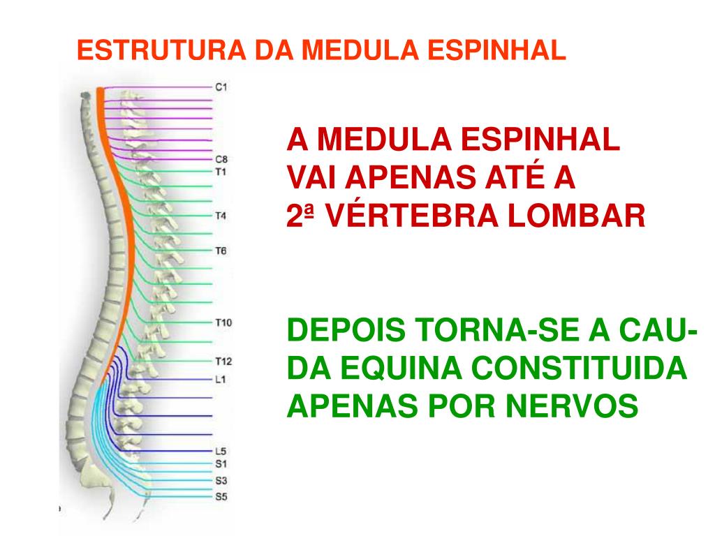 Qual A Diferença Entre Coluna Vertebral E Medula Espinhal Askschool