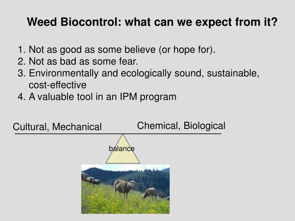 PPT - Biological Control of Tamarisk Dan Bean Colorado ...