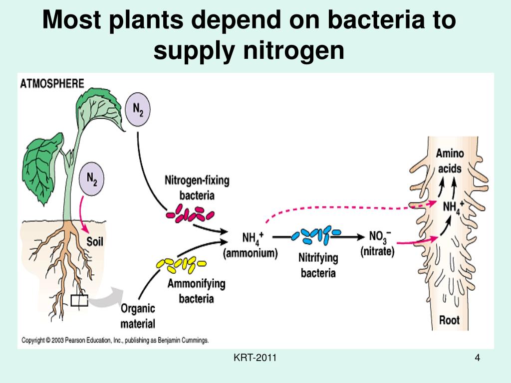 How many plants. Classification of bacteria depends methods of assimilation of.nitrogen. Assimilation of Mineral nitrogen in the Leaf.. Assimilation and Dissimilation Leaf scheme. Nitrogen reduction to Ammonia Biological ATP.
