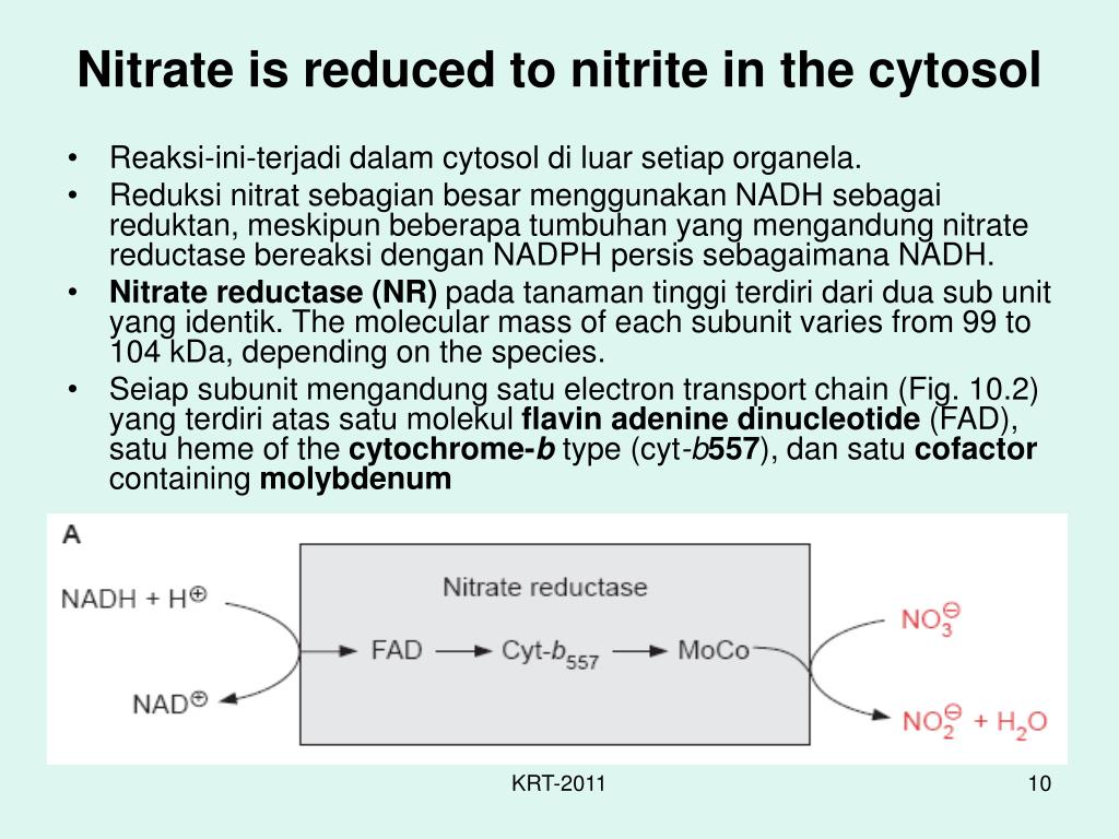 Нитрит процесс. Nitrate and Nitrite. Nitrogen reducing Gear. 5. When Metals interact with nitrogen are formed 1: Nitrates 2: Nitrides 3: Neutrons 4: Nitrite.